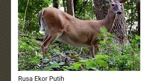 RUSA EKOR PUTIH