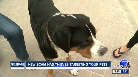 New scam has thieves targeting your pets