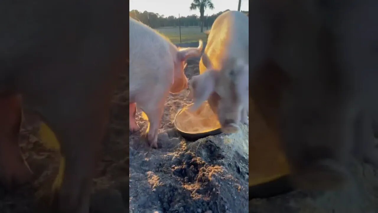 Morning feeding with the pigs! #pigs #pigfarmvideo #hog -#hogfarming #shorts