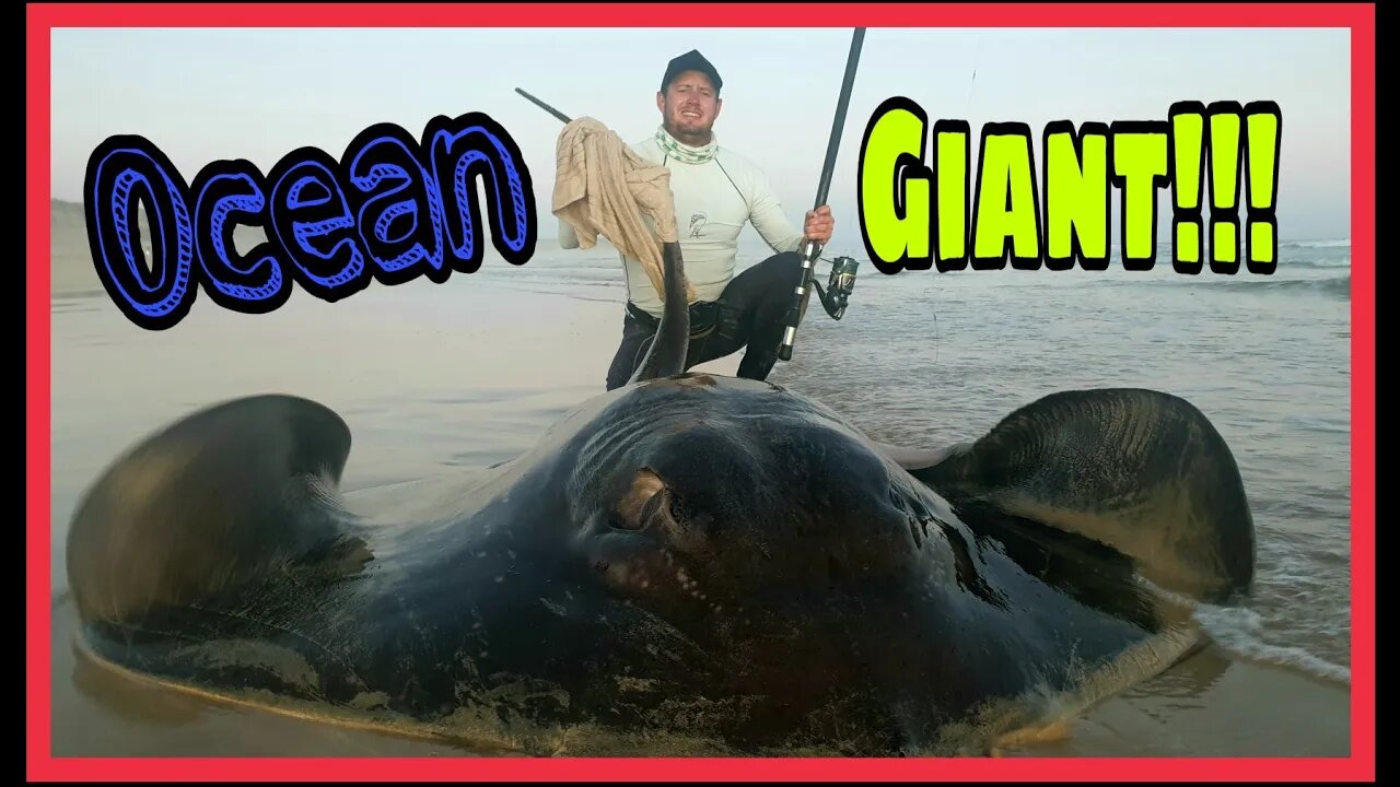 MEGA FISH! Fishing for SHARKS AND RAYS in SOUTH AFRICA Africa! Part. 2