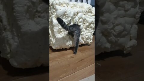 #shorts Смешные Коты Из Тик Тока 105 Funny Cats From Tiktok