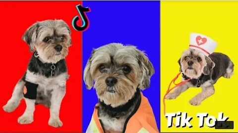 TikTok Dog Doctor | Viral Animal | DogStyle