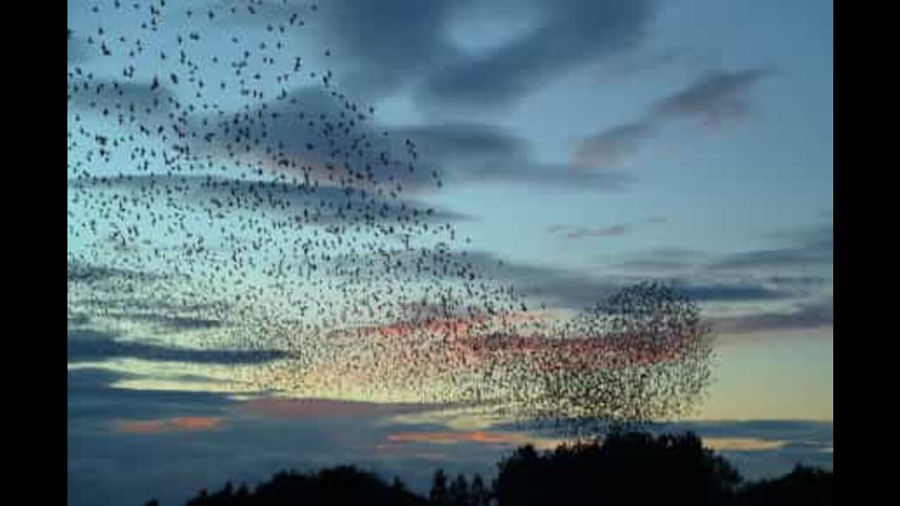 Flock of thousands of starlings flying in unison