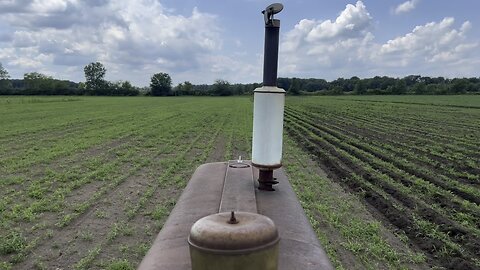 Field cultivating soybeans with a Farmall 560