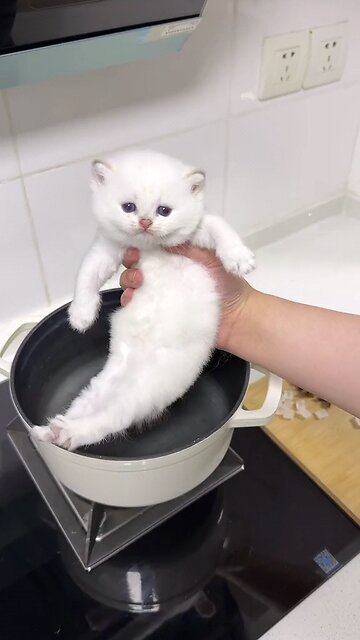 how to change the cat's color | white cat turns brown