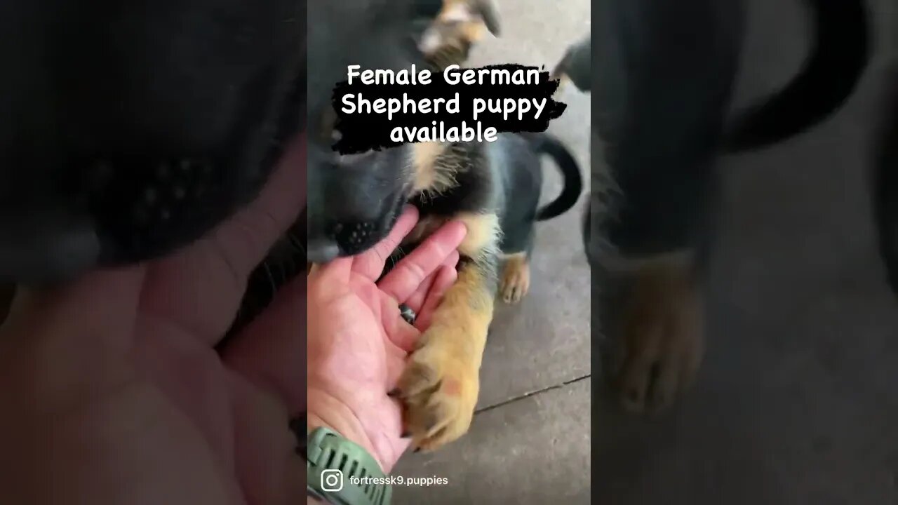 German Shepherd female available. Contact for details. #germanshepherd #puppy