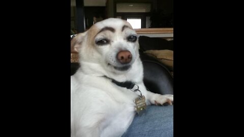 FUNNIEST DOG VIDEOS 🤣🤣