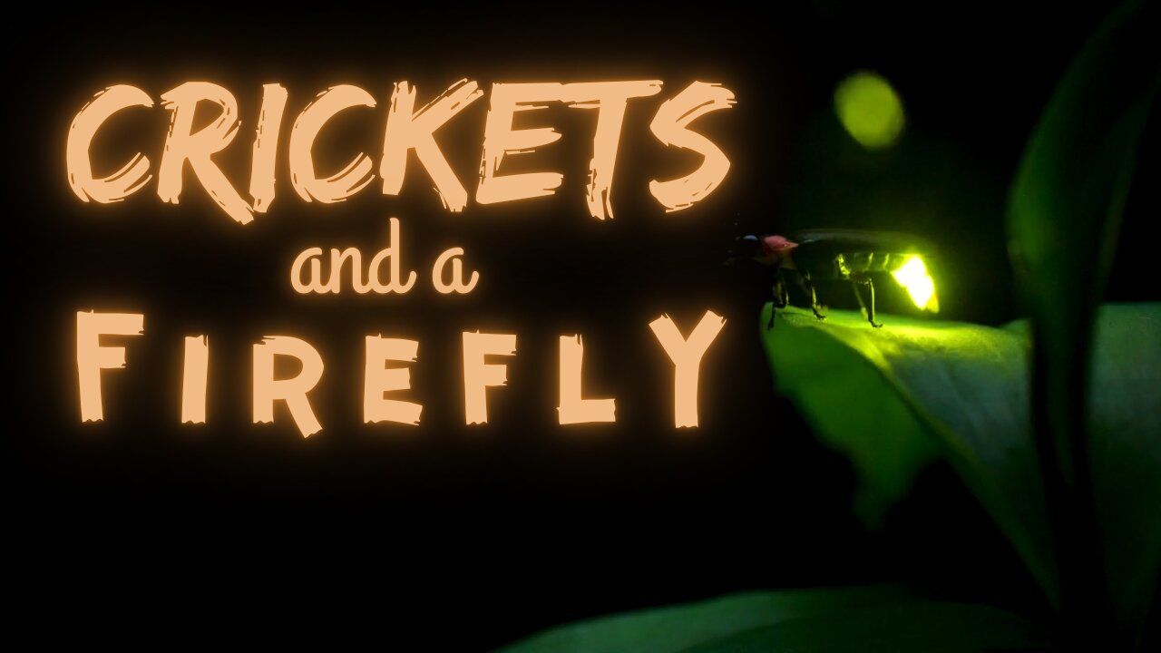 Crickets and a Firefly | Crickets and Light | Ambient Sound | What Else Is There?