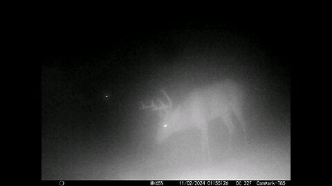 Big Buck Deer Cam in Fog 11-02-2024