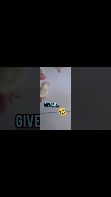 Chick don't eat polystyrene! Pinto não coma isopor!