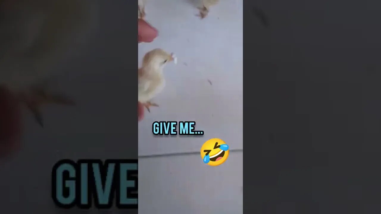 Chick don't eat polystyrene! Pinto não coma isopor!