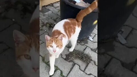 Cute Street Cat