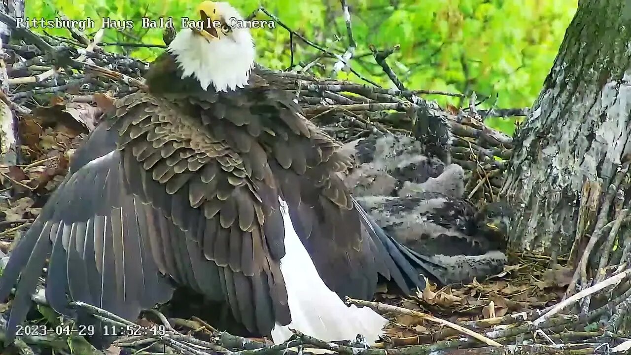 Hays Eagles Mom's Protective Wings from Intruder 4.29.23 11:52am