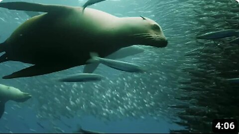 “Dance of Survival: Sardine Feeding Frenzy Amid Sharks and Penguins”