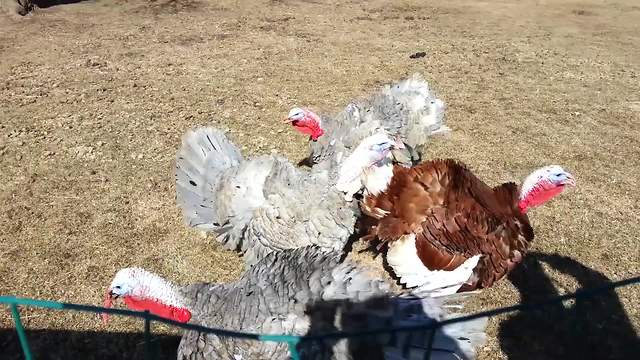 "Funny Choir Of Turkeys"