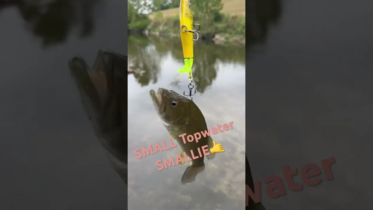 Small Topwater Smallmouth #smallmouth #smallmouthbassfishing #creek #creekfishing #topwater