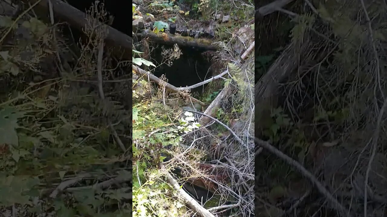 Found the entrance to an abandoned mine!