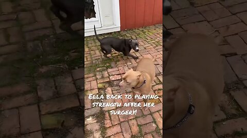Ella able to start playing again! #shorts #viral #pitbull #cute