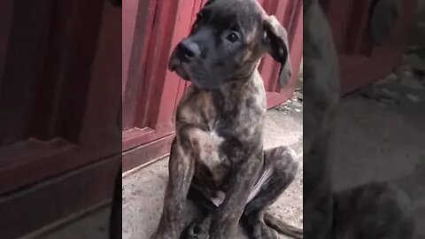 Cutest puppy in the world #shorts