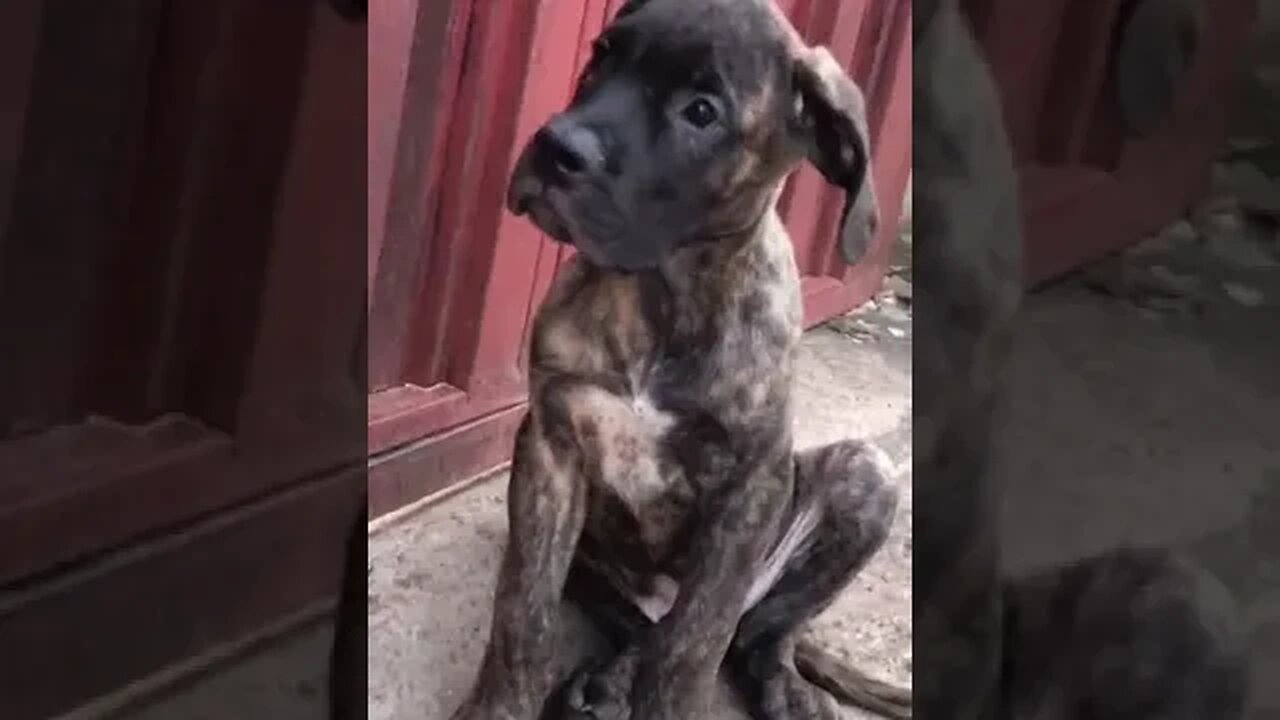 Cutest puppy in the world #shorts