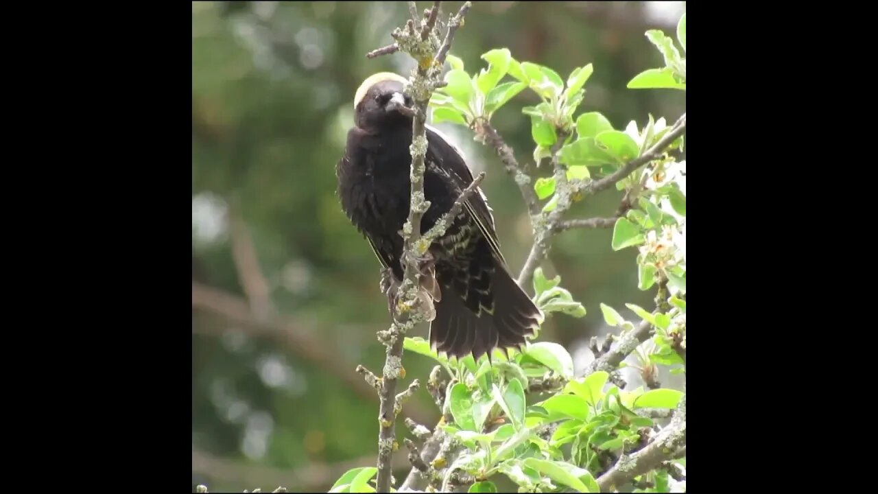 bird with a yellow back