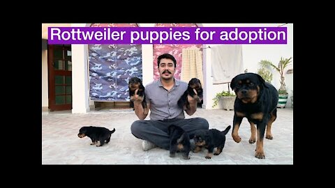 FINALLY! ROTTWEILER PUPPIES ARE AVAILABLE | K.C.I Registered | Rottweiler Puppy price in India