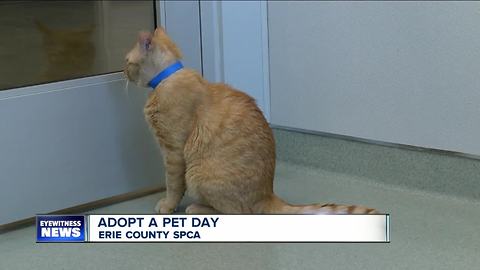 Adopt a pet day