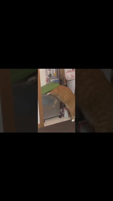 Self Service 🐈 #cat #cuteanimals #shorts