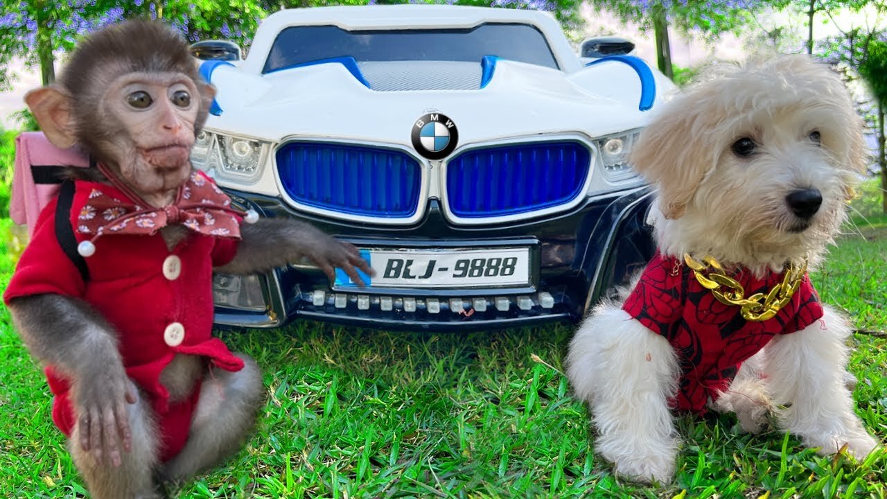 Baby monkey Bim Bim drives a new BMW with his puppy and eats fruit in the garden