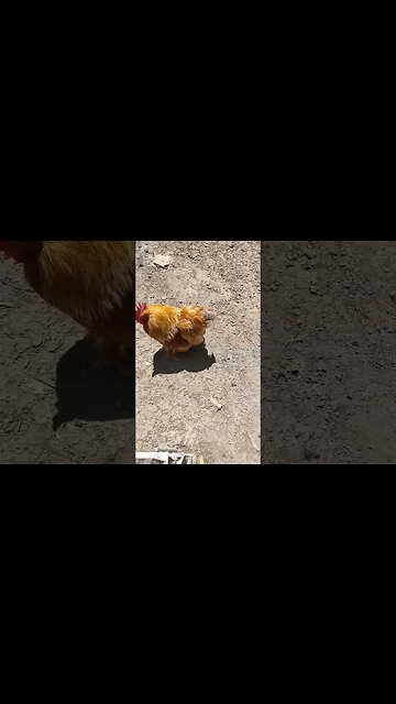 Good Morning Mr B. and Cayuga Ducks