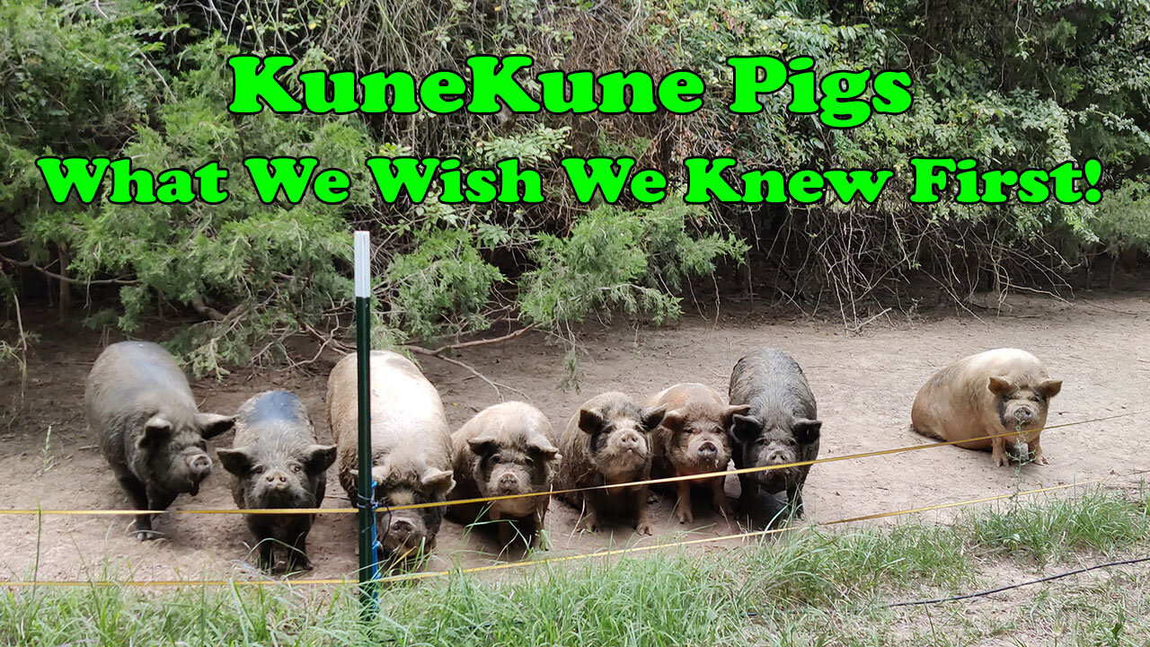 Watch This Before You Get KuneKune Pigs — We Wish We Knew!