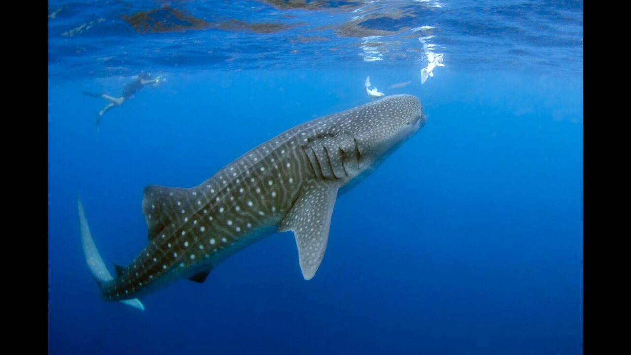 Whale shark - Curiosity