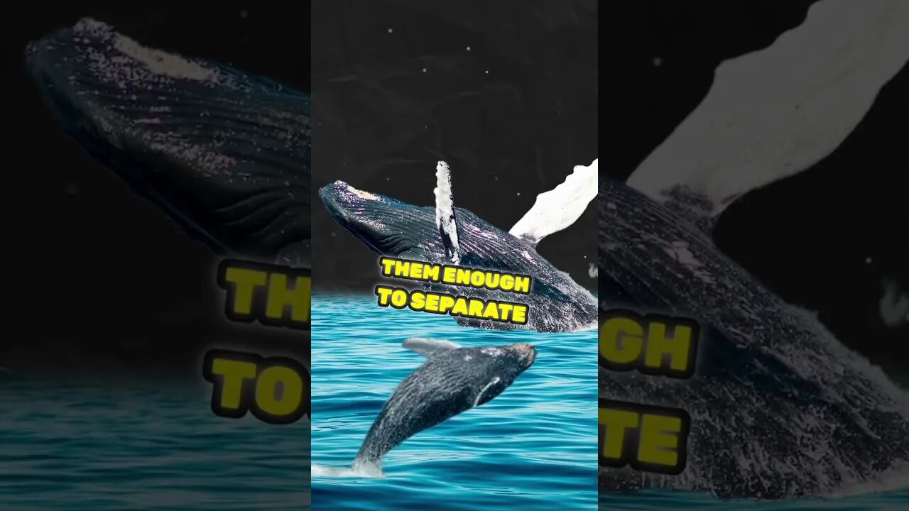 Wind Turbines Killing Whales #GreenNewDeal #BidenHypocrisy #WindEnergy #GreenEnergy