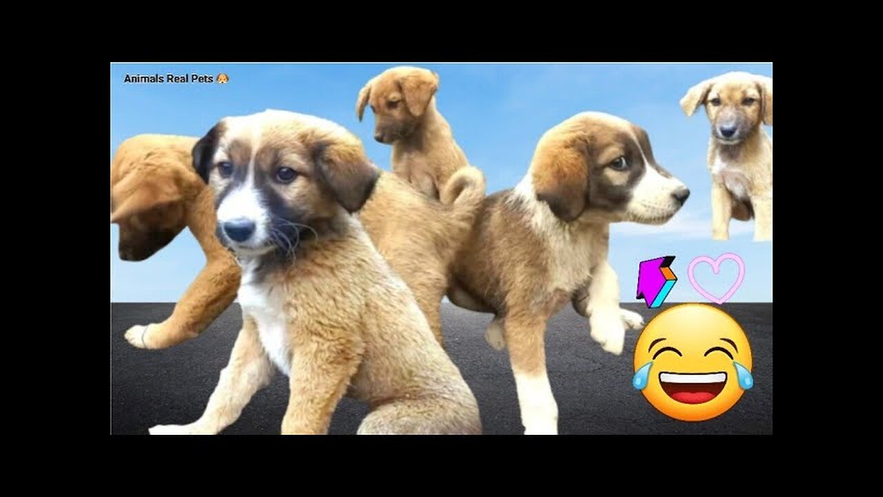 dog videos _ Cute puppy Dogs funny videos 🐕