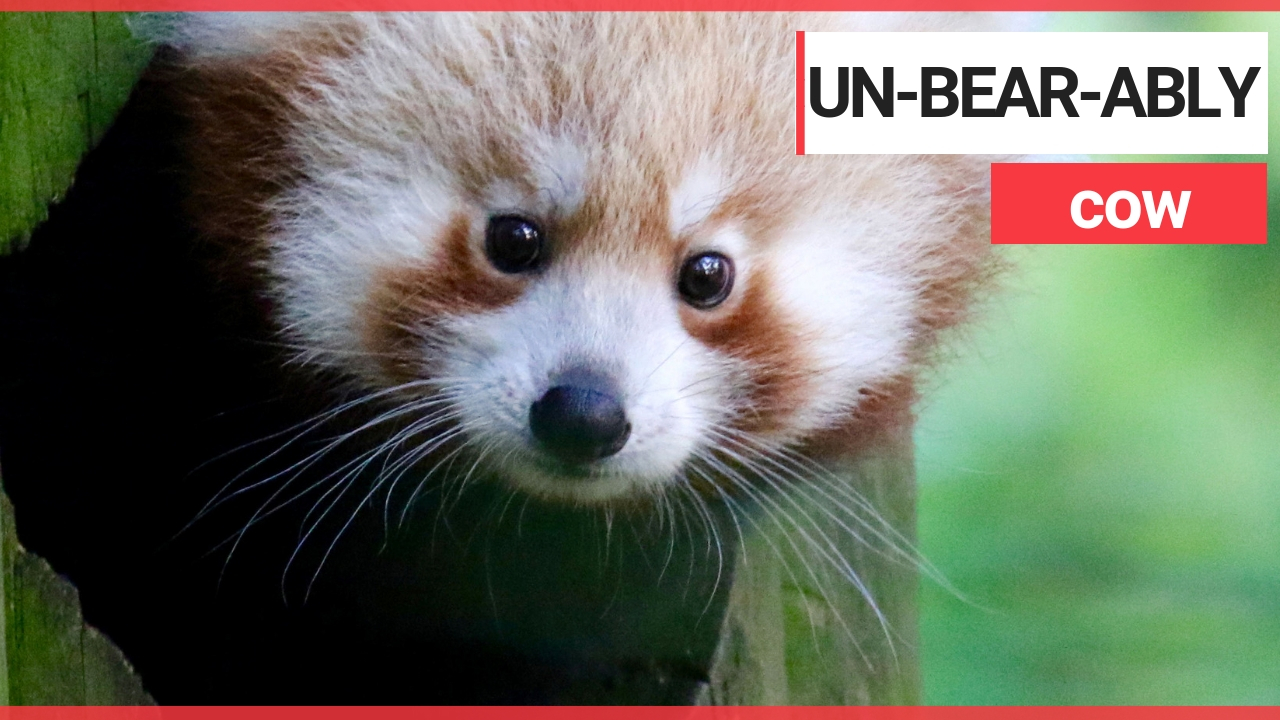 Zookeepers thrilled after rare baby red panda born