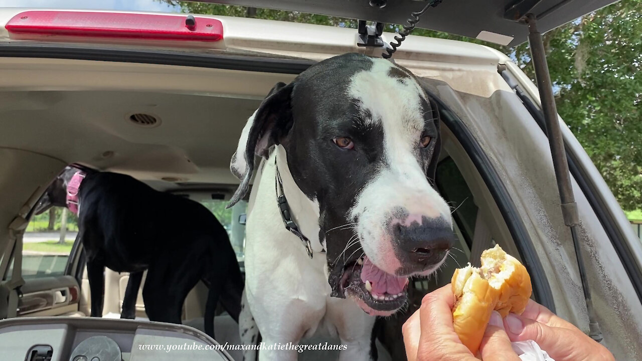 Happy Great Danes Love Going Out For Cheeseburgers