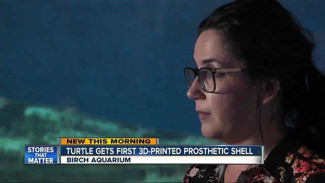 Injured turtle gets first ever 3D Printed shell prosthetic at Birch Aquarium