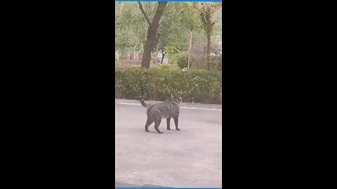Cat and dog