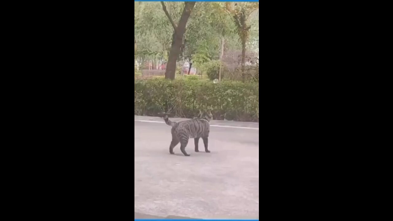 Cat and dog
