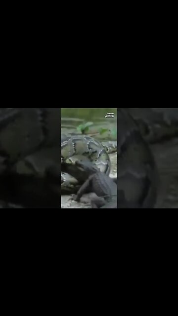 Pythons Devouring Everglades Wildlife in Florida