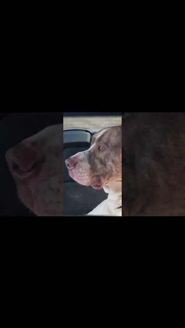 Dog in review mirror