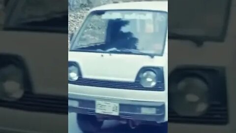 tiger fell from mountain #shorts