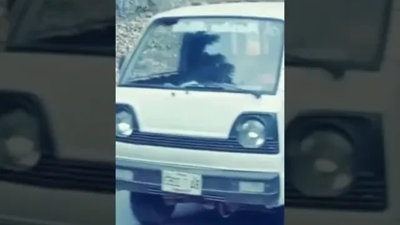 tiger fell from mountain #shorts