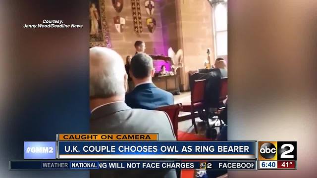 Ring bearer owl attacks best man at wedding