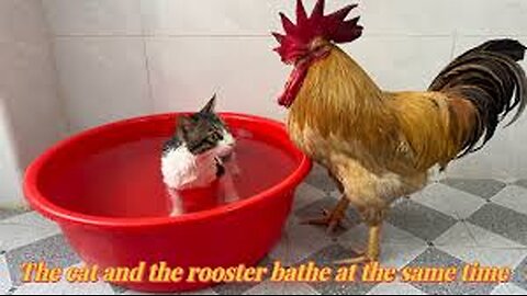 Laugh until your stomach hurts😂! Funny cat invites rooster to take a bath together.Funny cute pets