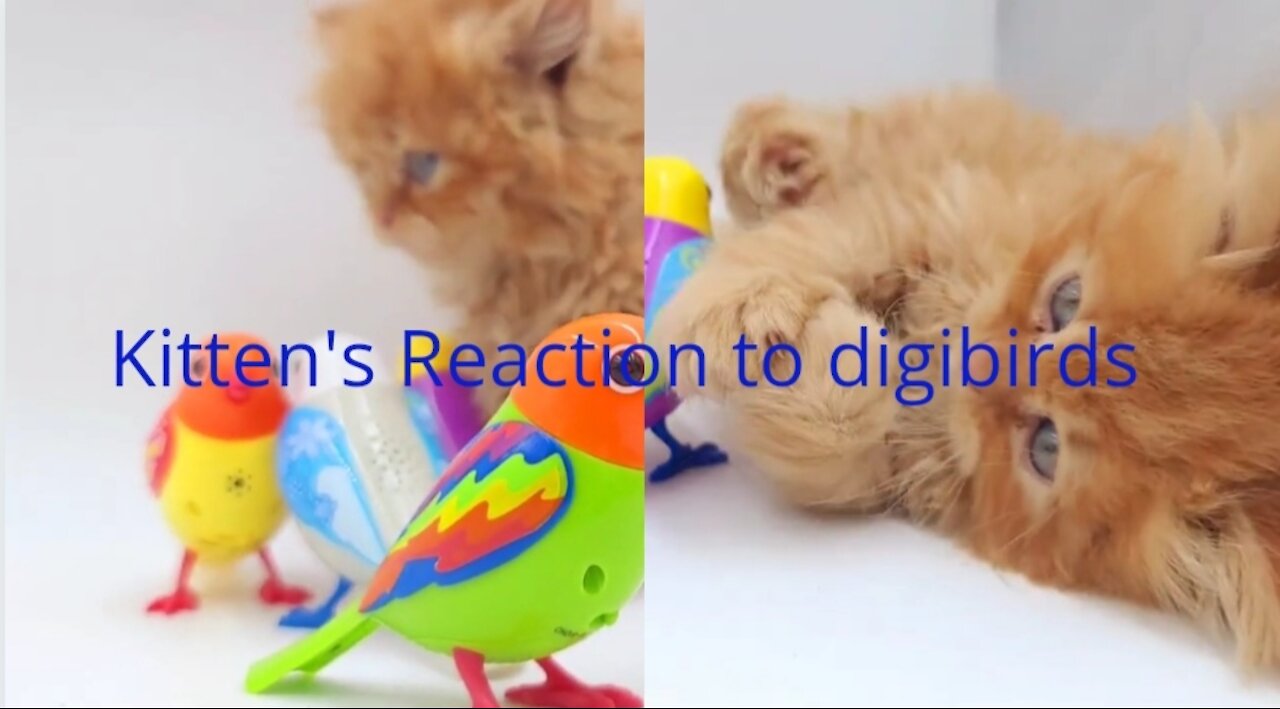 Kitten's Reaction To Digibirds