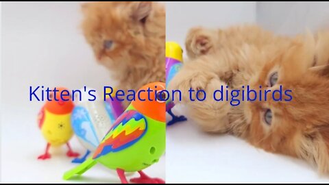 Kitten's Reaction To Digibirds