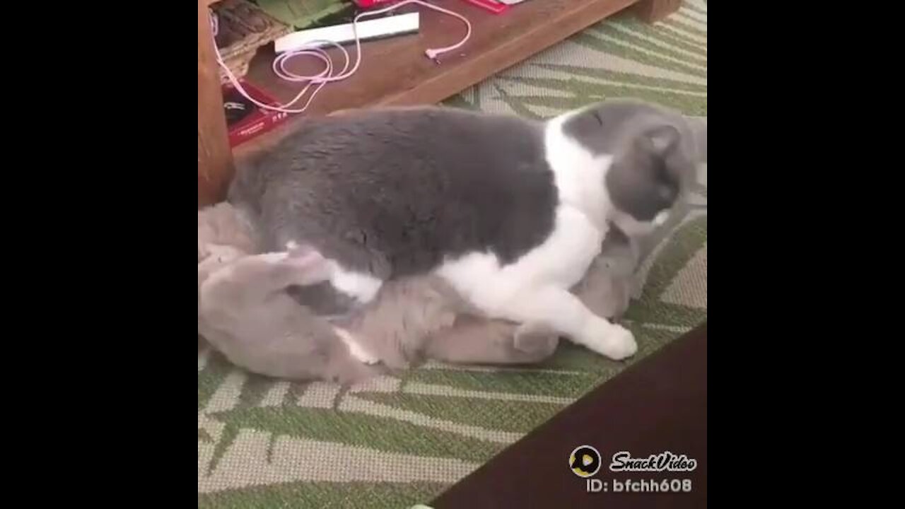 Cats Loving Each other