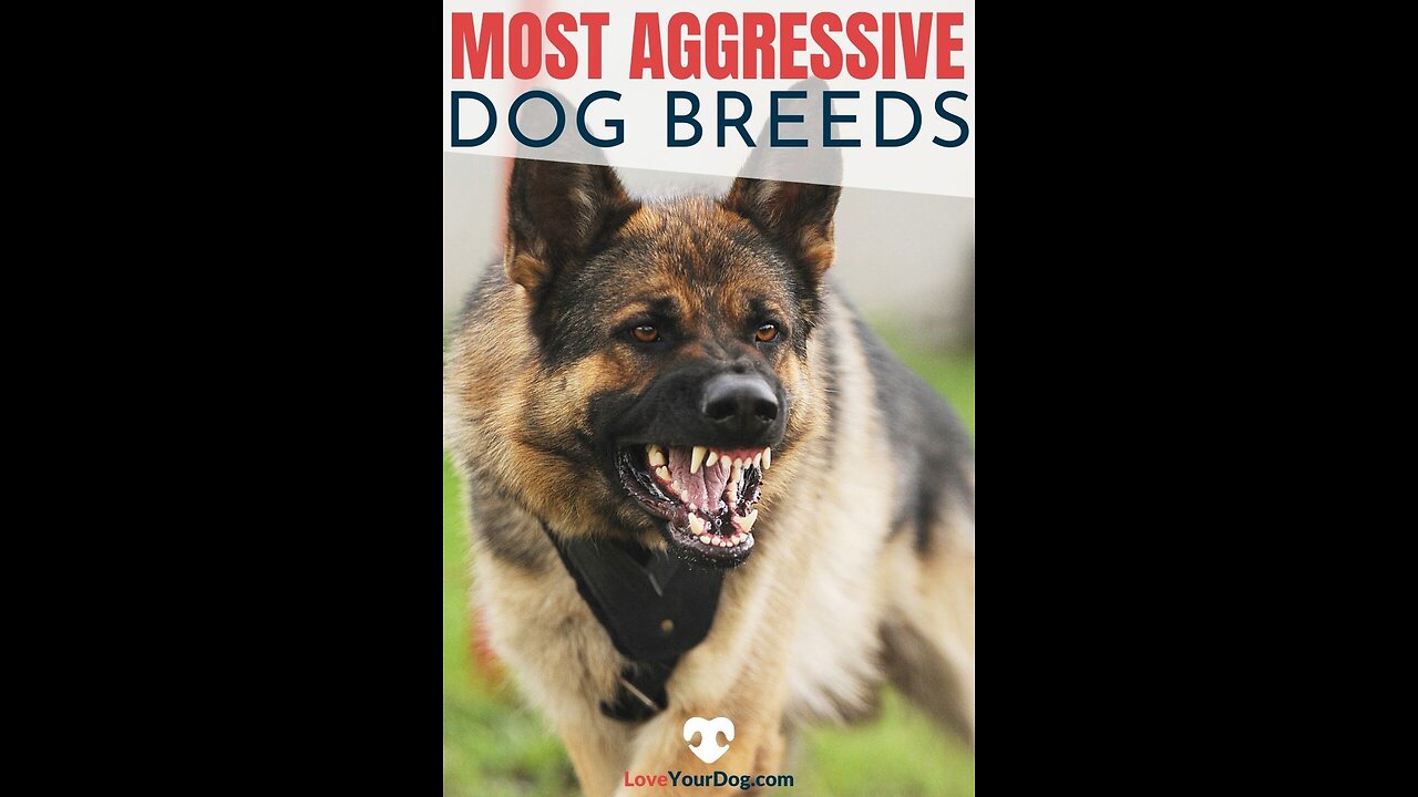 Most Dangerous Dogs Breeds in the world.😱😱 **Have you ever seen this??