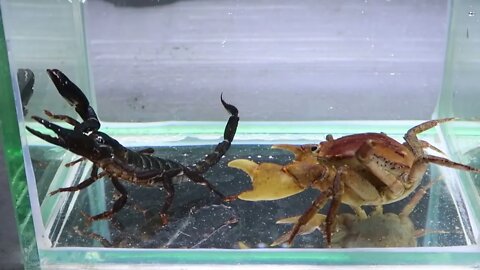 3Crab vs Scorpion Underwater - Caranguejo vs Escorpião1 6